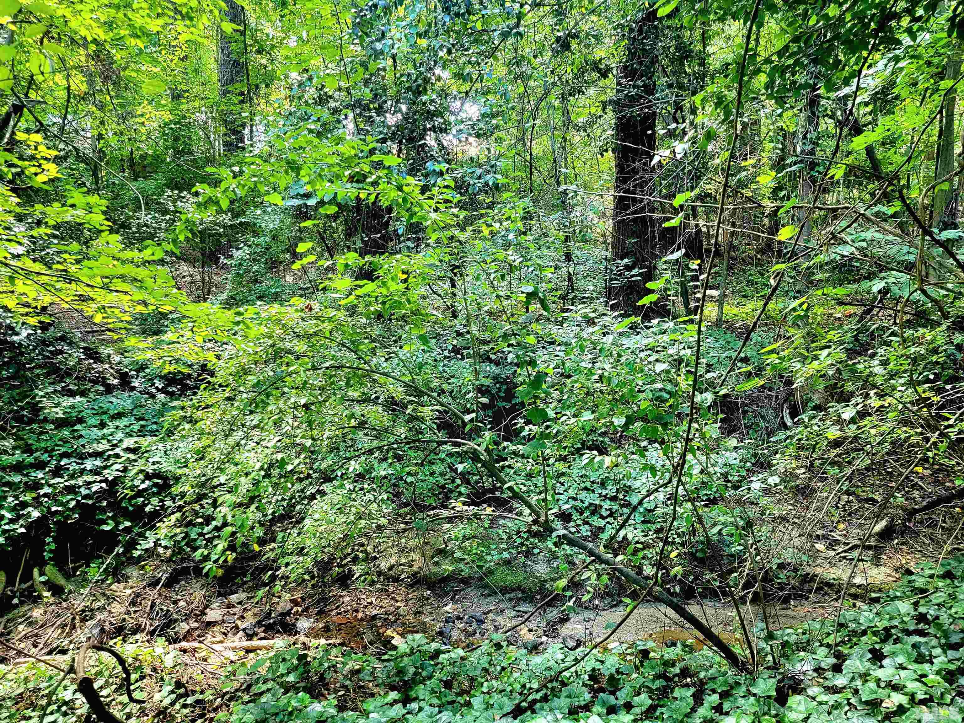 300 Dartmouth Road Raleigh, NC 27609 - Photo 45 of 52 a view of a lush green forest