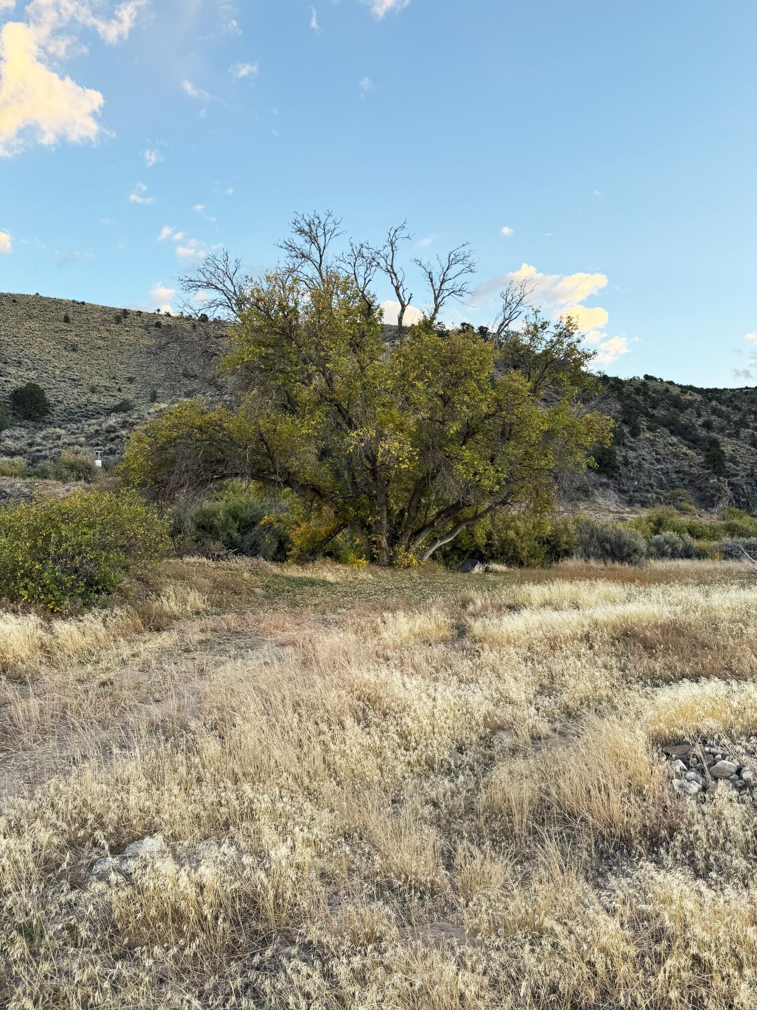 17984 North Outlaw South Road, Unit 3 Panguitch, UT 84759 - Photo 8 of 32 lot with tree
