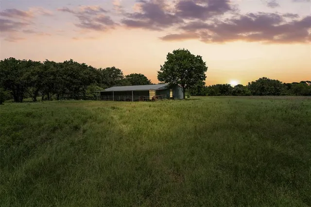 a view of a big yard with plants and large tree