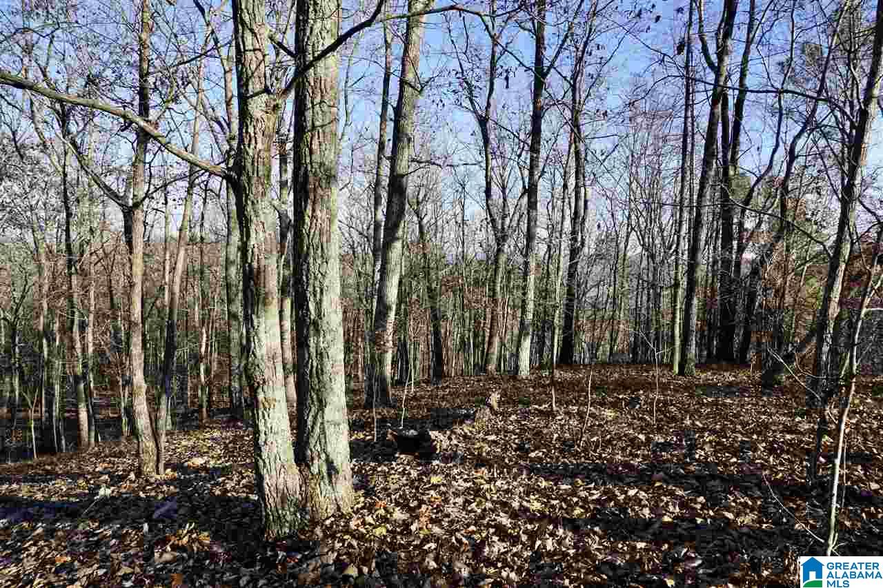 0 Whites Gap Road Jacksonville, AL 36265 - Photo 16 of 31