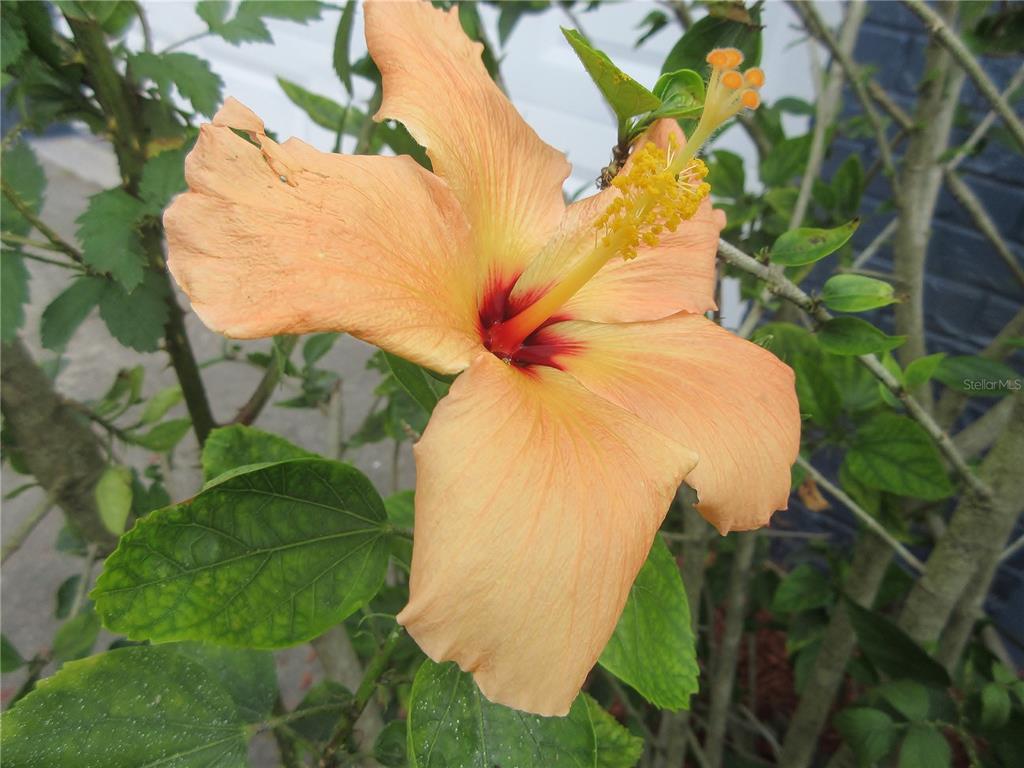 2601 Southeast 175th Terrace Road Silver Springs, FL 34488 - Photo 15 of 87