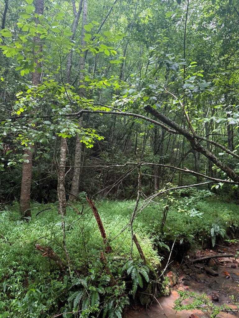 Tbd Pine Log Church Road Brasstown, NC 28902 - Photo 7 of 24