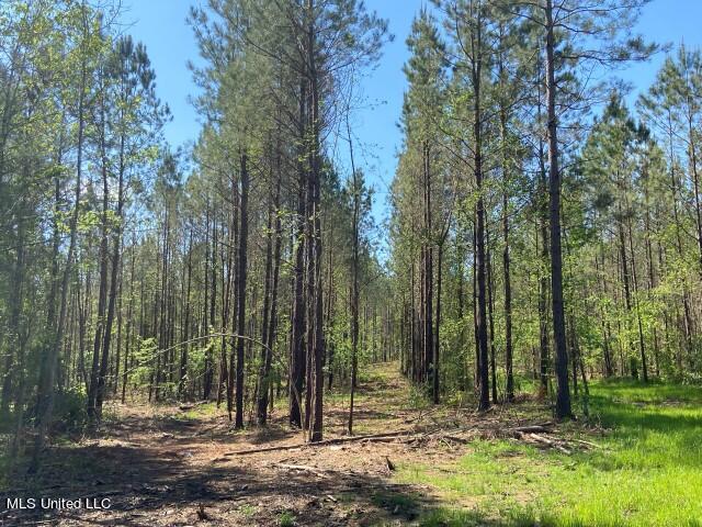 5033 Co Road Heidelberg, MS 39439 - Photo 26 of 39 Photo Apr 04 2023, 10 49 20 AM