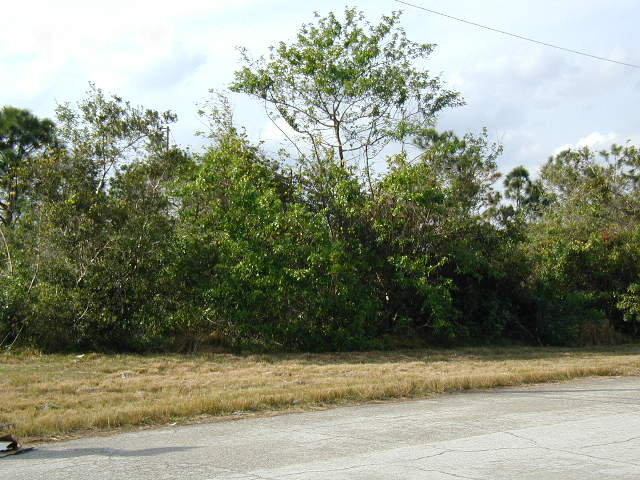 1381 Southwest Becker Road Port St. Lucie, FL 34953 - Photo 3 of 3 4594 Image Dr trees