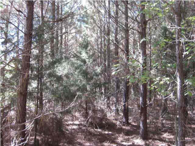 Pine Plantation