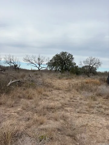 a view of a dry yard with trees