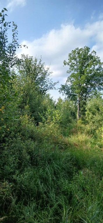 10-ac River Road Boyd, WI 54726 - Photo 3 of 13
