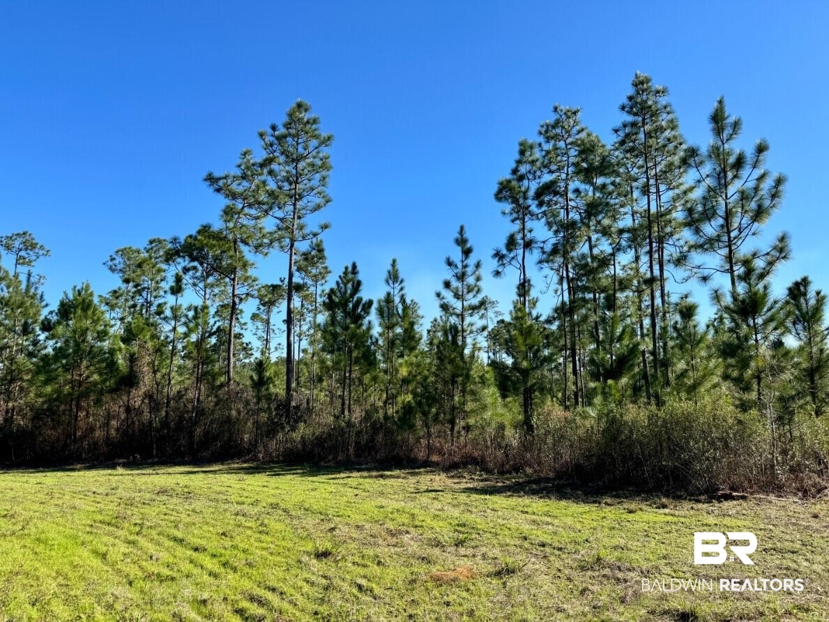 White Road Bay Minette, AL 36507 - Photo 3 of 32 View of yard