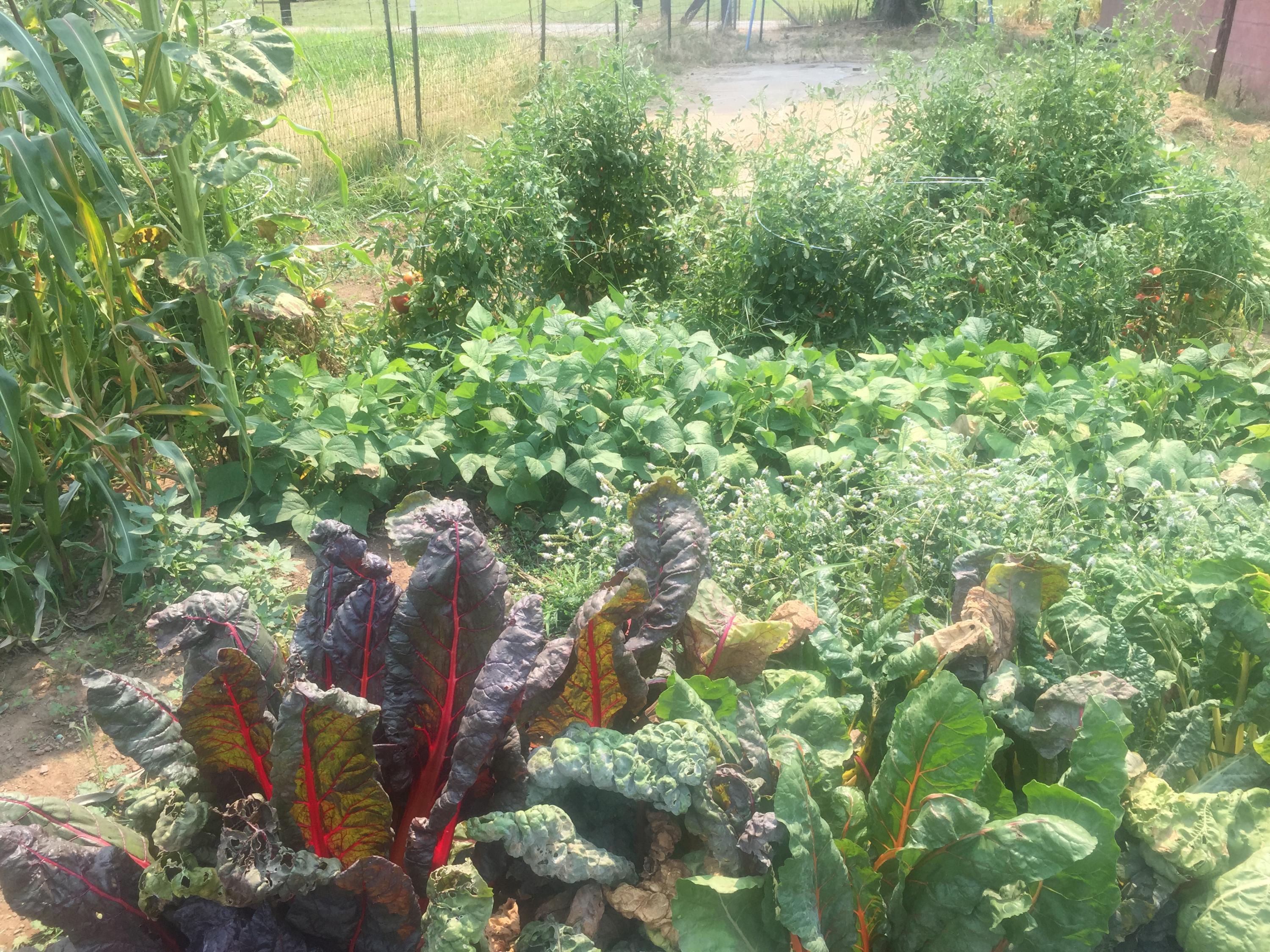 Great garden soil