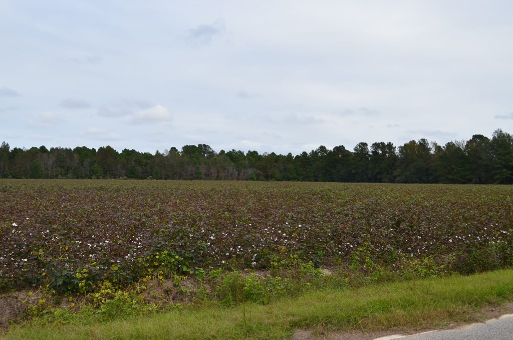 0 Gibson Road Greeleyville, SC 29056 - Photo 3 of 8