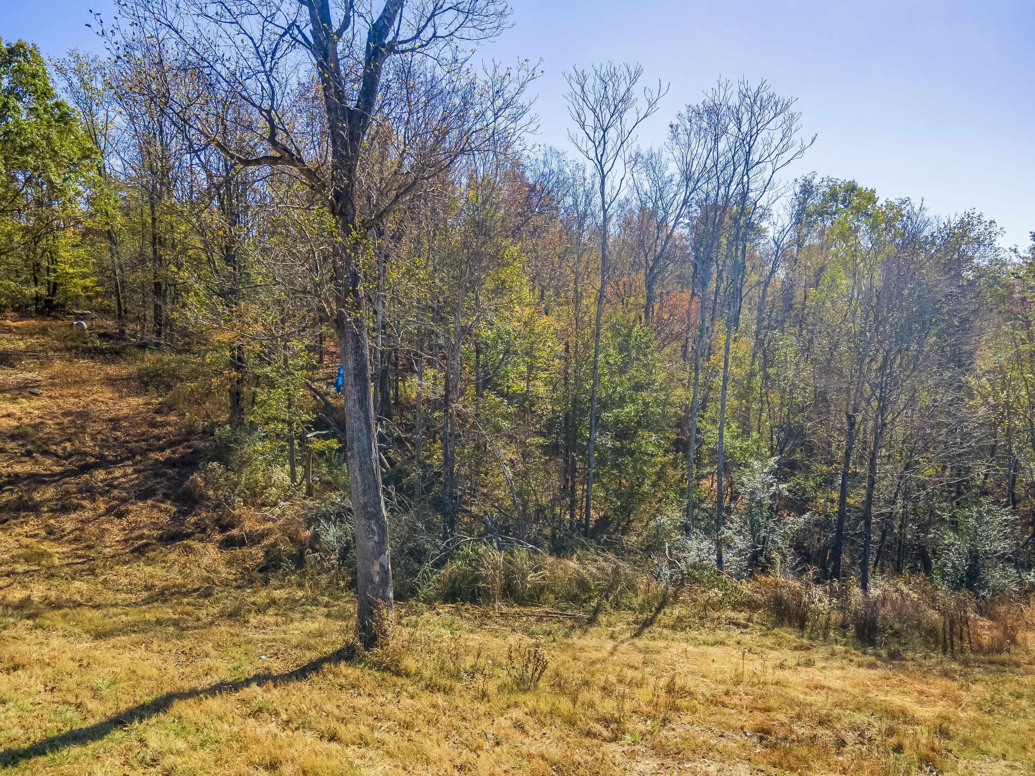 0 Persimmon Ridge Williamsport, TN 38487 - Photo 9 of 22 Gallery Image 9