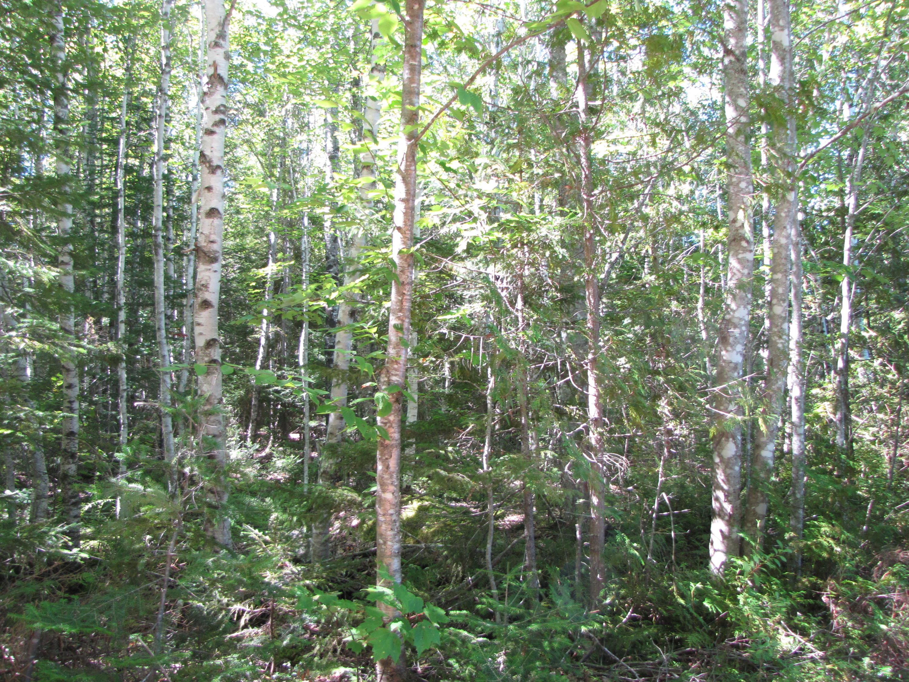 03 Plan Cherryfield, ME 04622 - Photo 20 of 36 IMG_0446