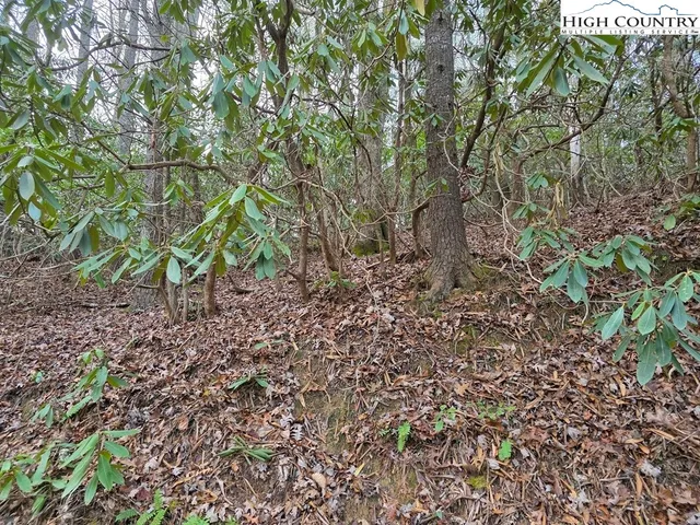 a view of a yard with plants