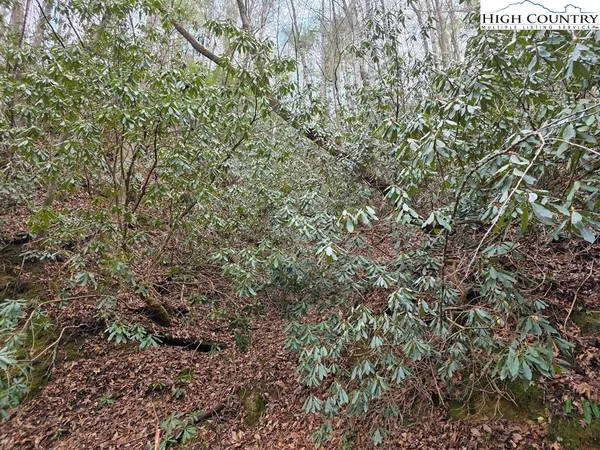 a view of a field of plants