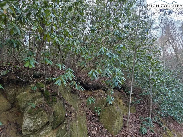 a view of a tree in a forest