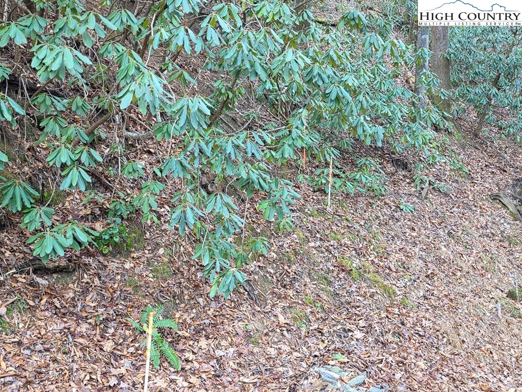 Lot 106 Holleridge Road Ferguson, NC 28624 - Photo 23 of 42 a close up of a plant in a garden