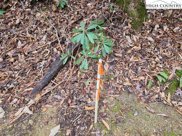 a yard with a plant