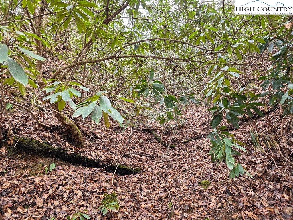 Lot 106 Holleridge Road Ferguson, NC 28624 - Photo 5 of 42 a picture of a tree