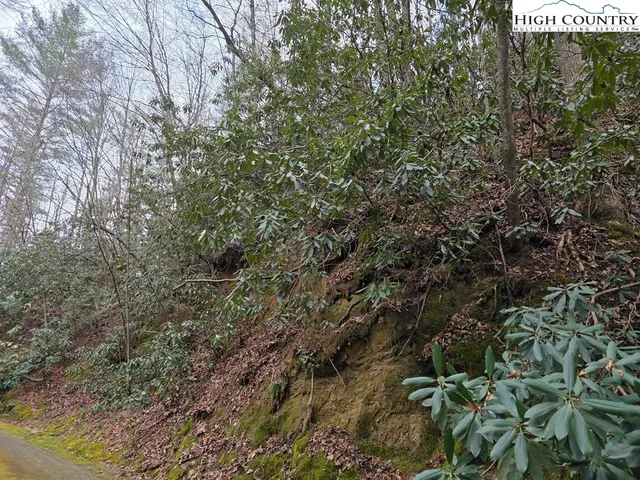 a view of a forest with lots of trees