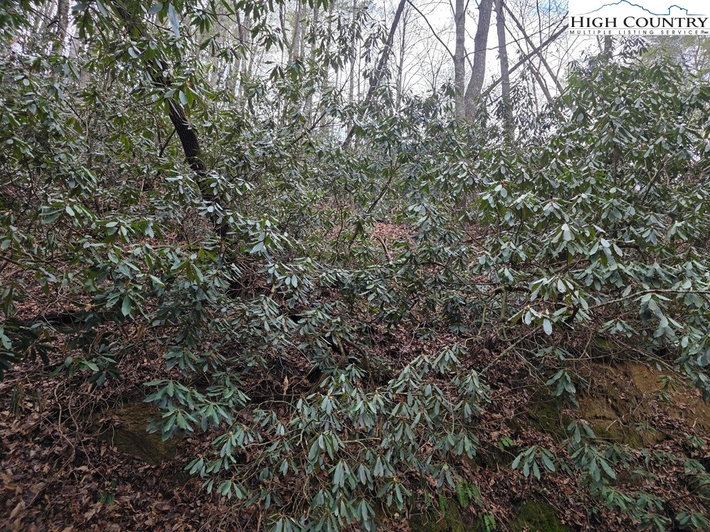 Lot 106 Holleridge Road Ferguson, NC 28624 - Photo 7 of 42 a view of a tree
