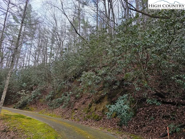 a view of a yard with large trees