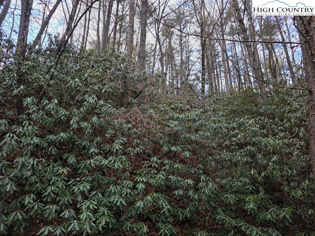 Lot 106 Holleridge Road Ferguson, NC 28624 - Photo 9 of 42 a view of a yard with a tree
