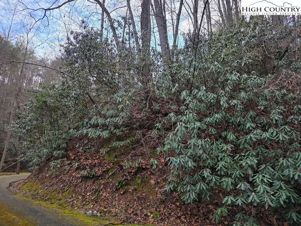 a view of a forest with a tree