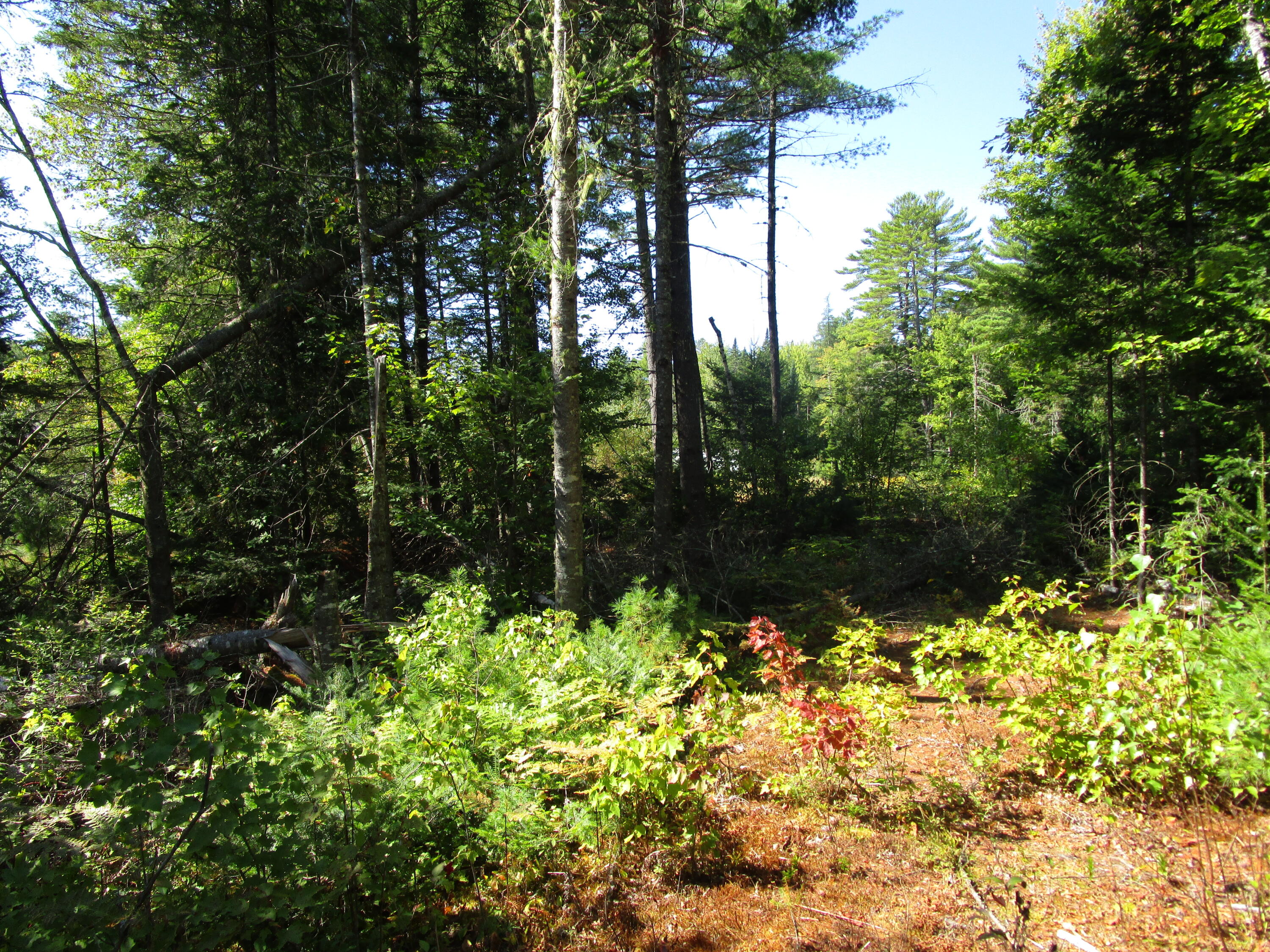 Lot 8 North A N North Howland Road Howland, ME 04448 - Photo 5 of 11 IMG_1353