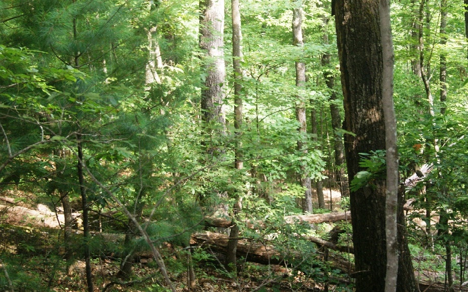 0 Turkey Trot Road Morganton, GA 30560 - Photo 1 of 1 Main View
