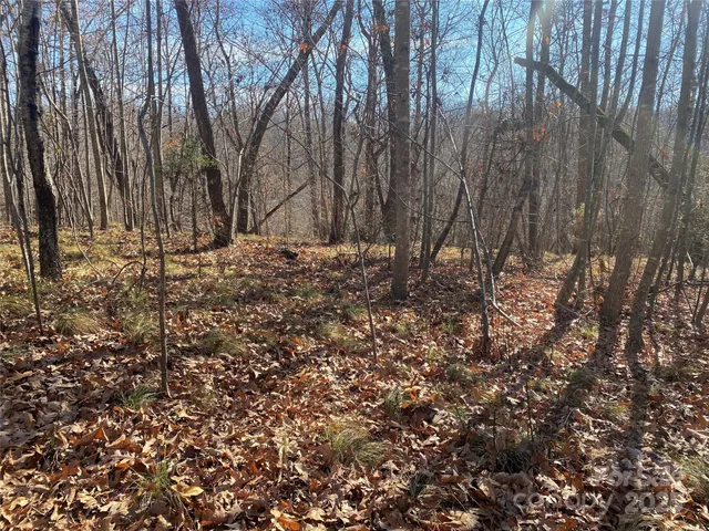 a view of a yard with trees