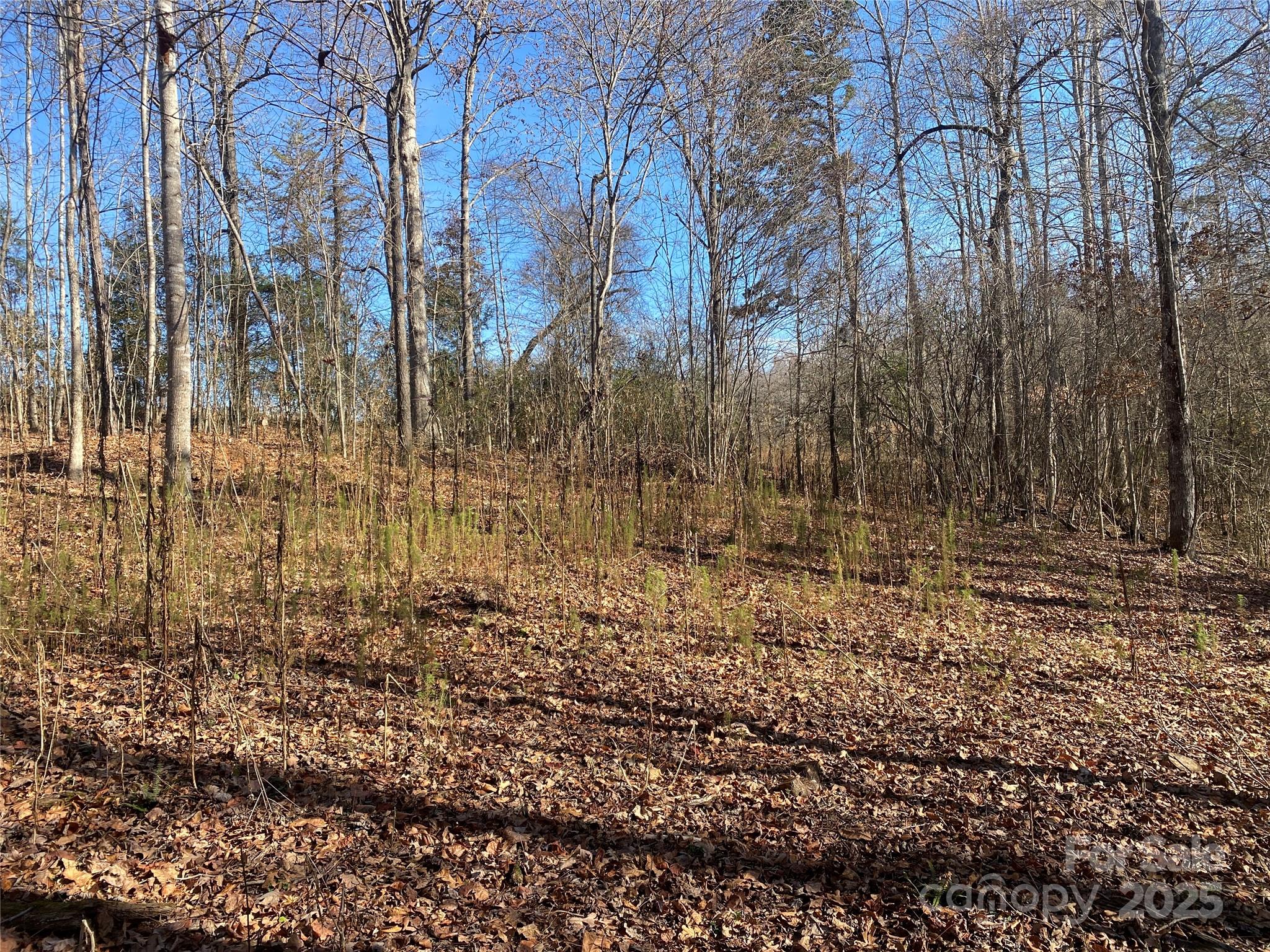 0 Kiser Road Bostic, NC 28018 - Photo 9 of 15 a view of a yard with trees