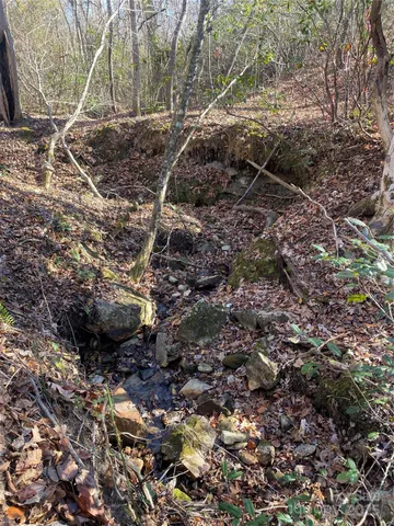 a view of a tree in a yard