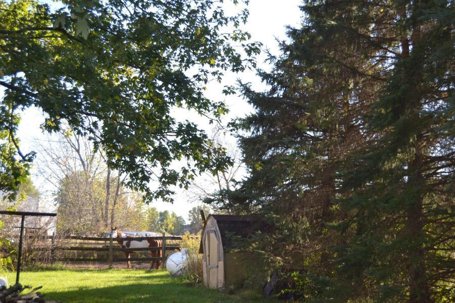 Side yard view with mature trees, storage shed and one of the fenced pasture areas.