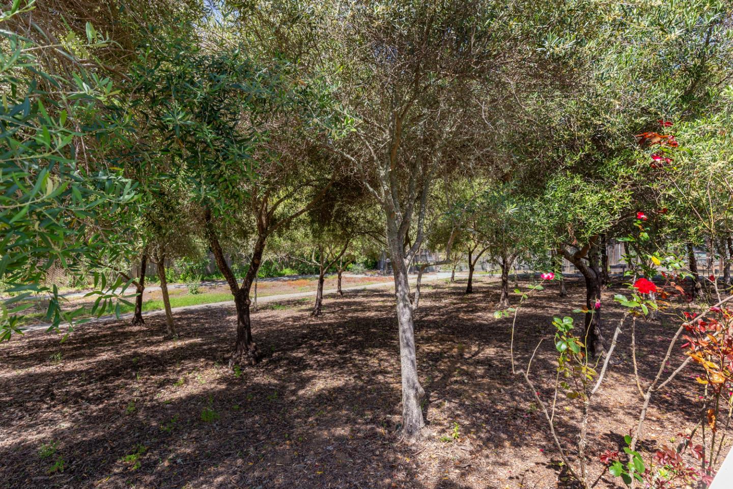 1210 Cañada Road Woodside, CA 94062 - Photo 51 of 60 a view of a tree in the middle of a yard