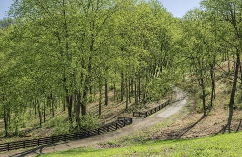 a view of a yard with large trees
