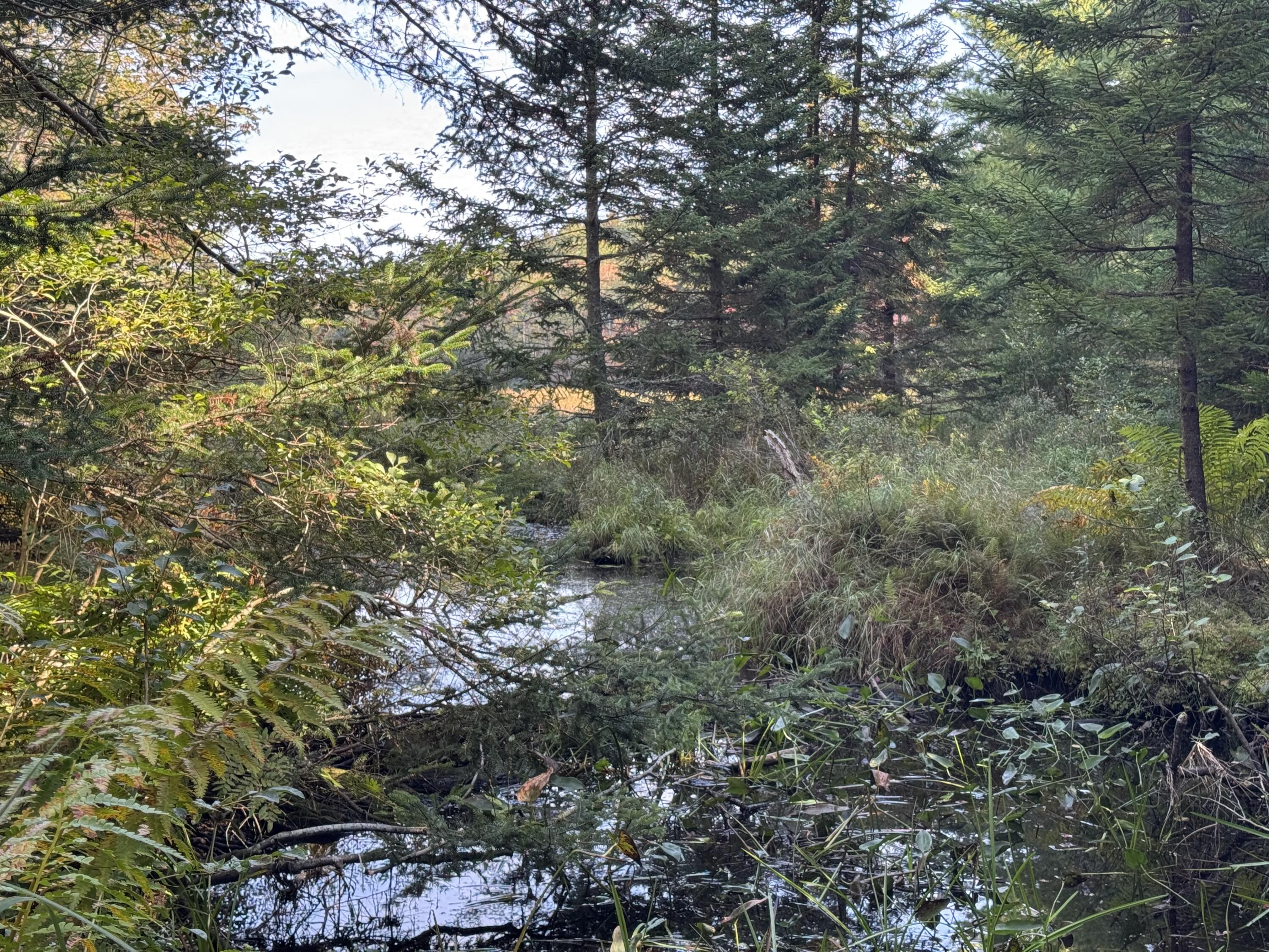 0 Main Road Phippsburg, ME 04562 - Photo 8 of 29 North Creek