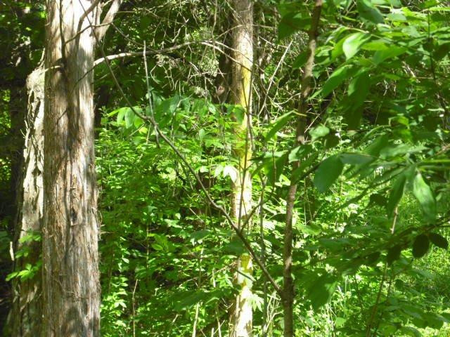 3201 St Johns Road Frankfort, KY 40601 - Photo 4 of 54 Photo 4