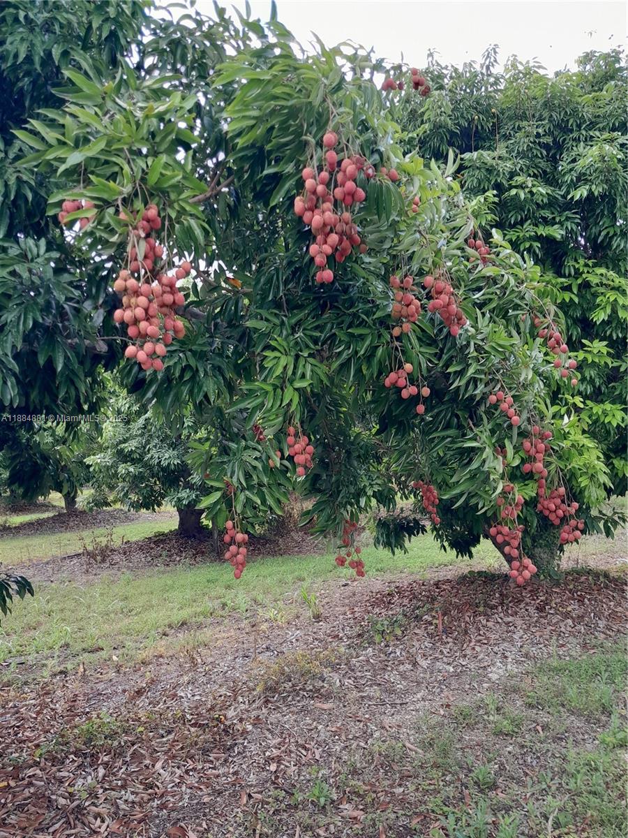 22220 Southwest 248th Street Homestead, FL 33031 - Photo 36 of 44 LYCHEE'S IN FULL BLOOM