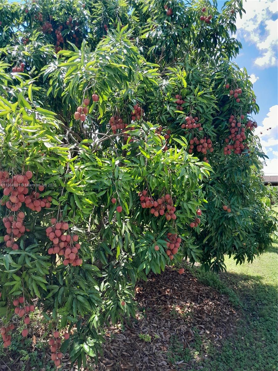 22220 Southwest 248th Street Homestead, FL 33031 - Photo 37 of 44