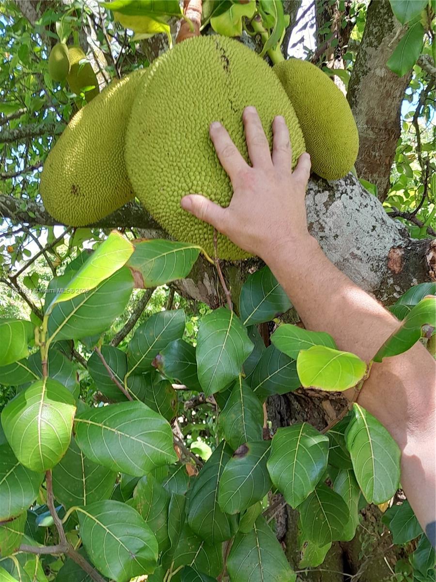 22220 Southwest 248th Street Homestead, FL 33031 - Photo 38 of 44 JACKFRUIT TREE