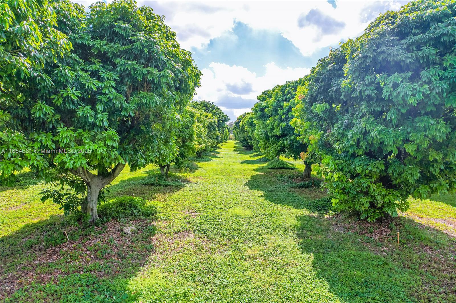 22220 Southwest 248th Street Homestead, FL 33031 - Photo 4 of 44 INCOME PRODUCING LYCHEE GROVE VERY CLEAN.. 3 VARIETRIE PLUS POMEGRAND MANGOS BANANAS FIGS ETC. 25 FT PLUS CENTERS..