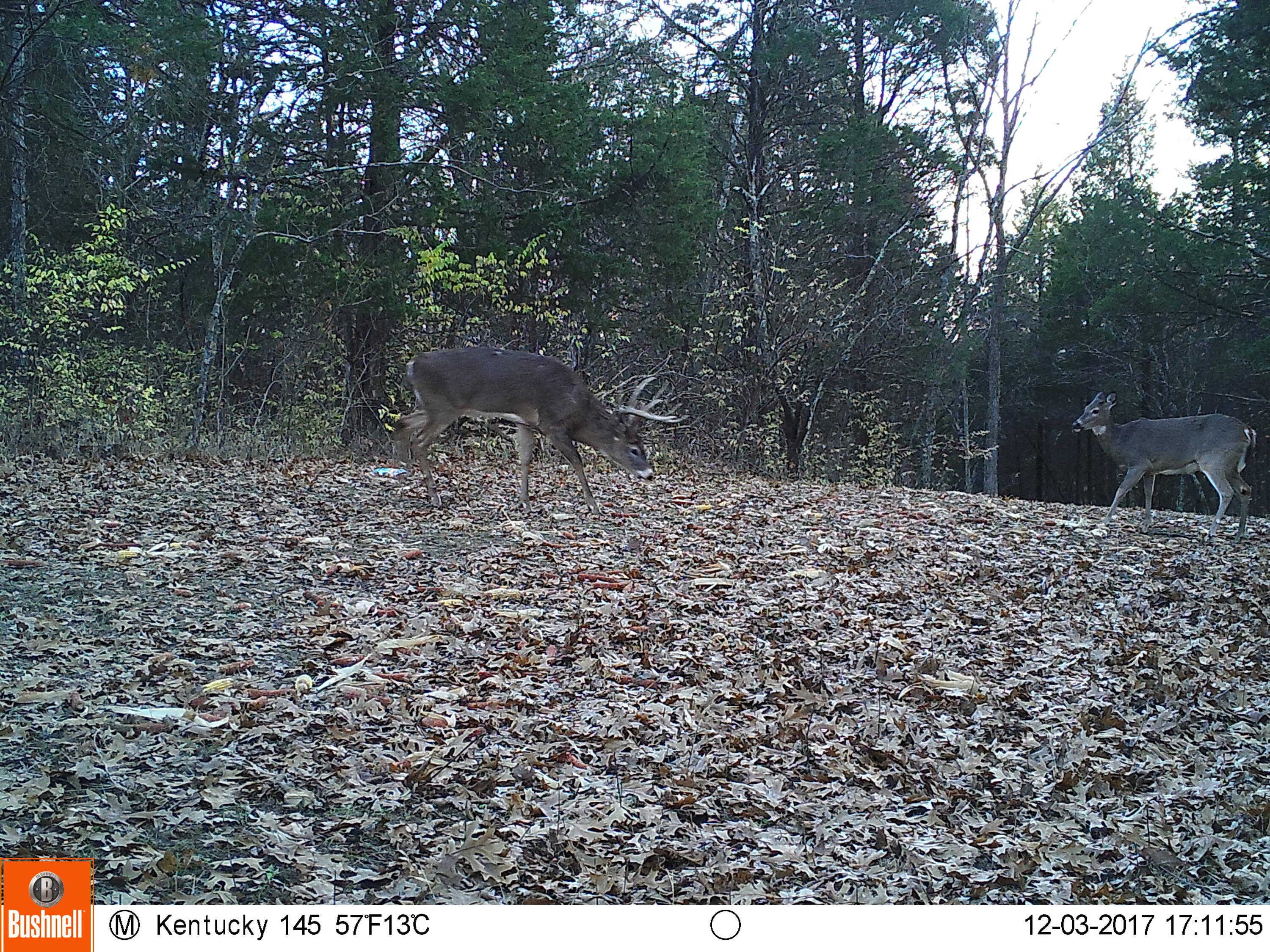 0 Mann Road Mount Olivet, KY 41064 - Photo 40 of 46