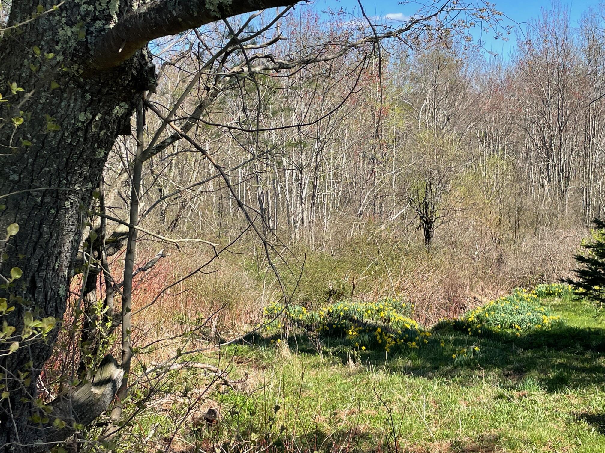 0 Appleton Ridge Road Appleton, ME 04862 - Photo 3 of 4 IMG_2819