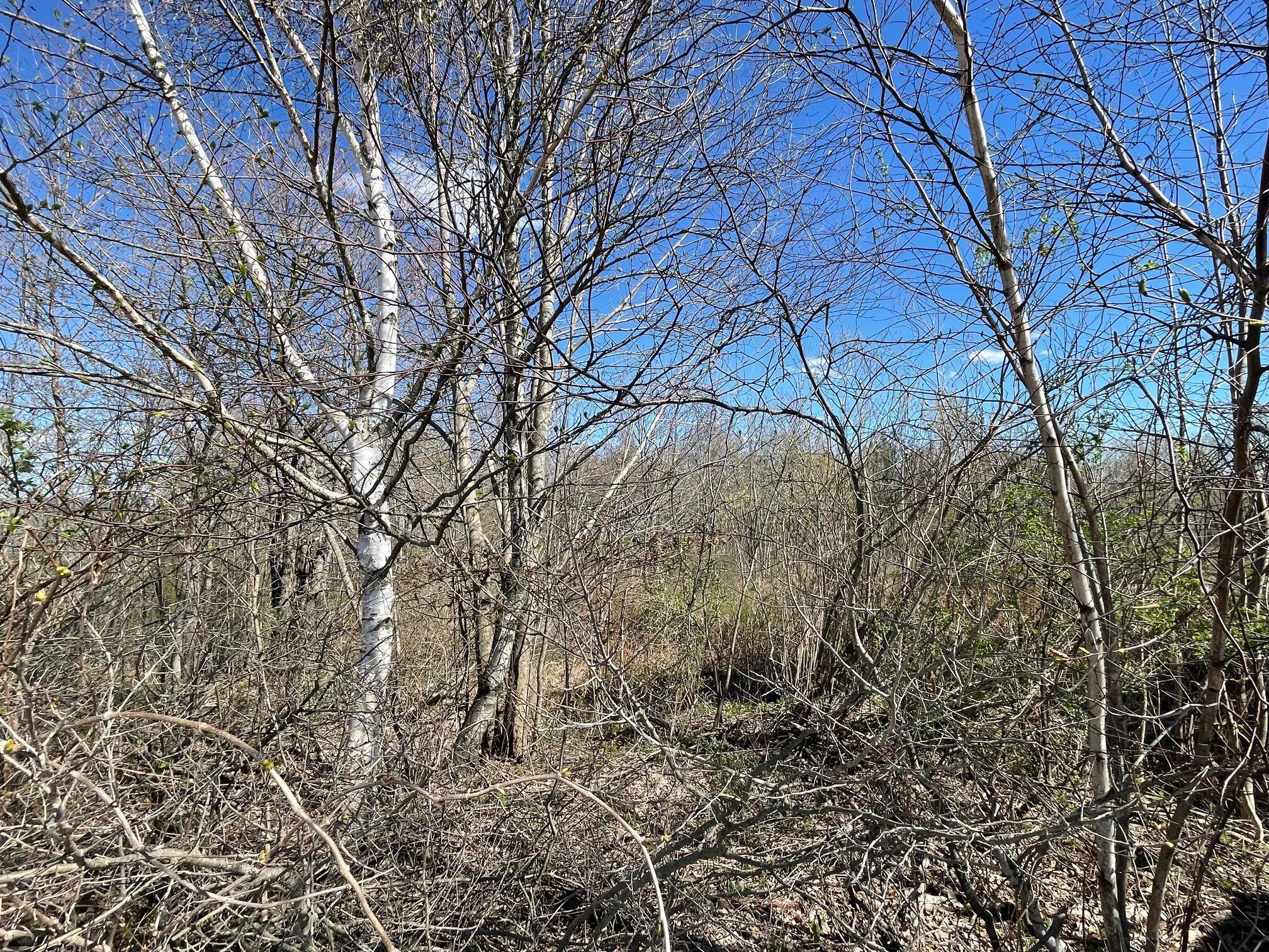 0 Appleton Ridge Road Appleton, ME 04862 - Photo 4 of 4 IMG_2817