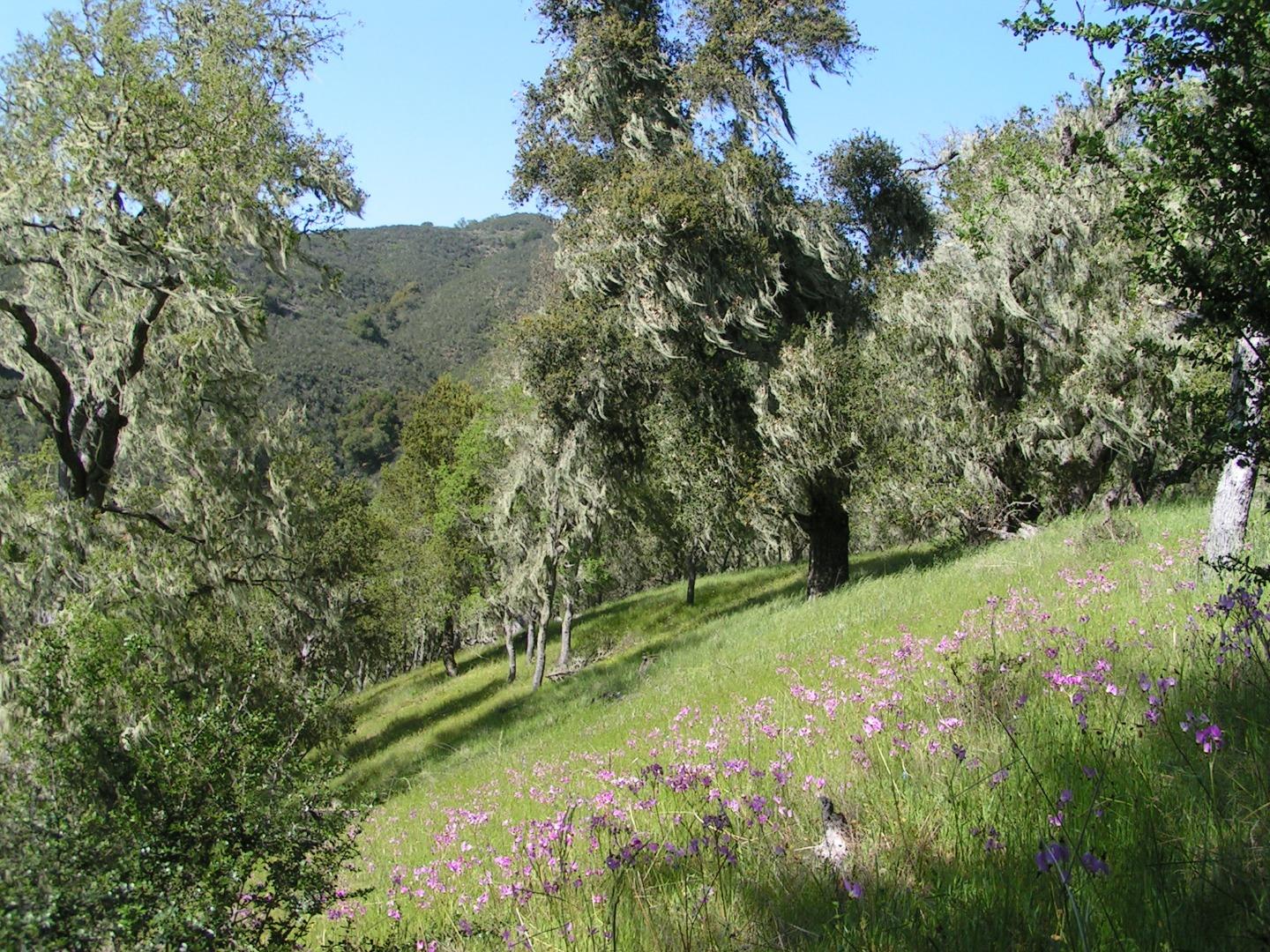 21435 Peroy Ranch Road Carmel Valley, CA 93924 - Photo 2 of 12 Gallery Image 2