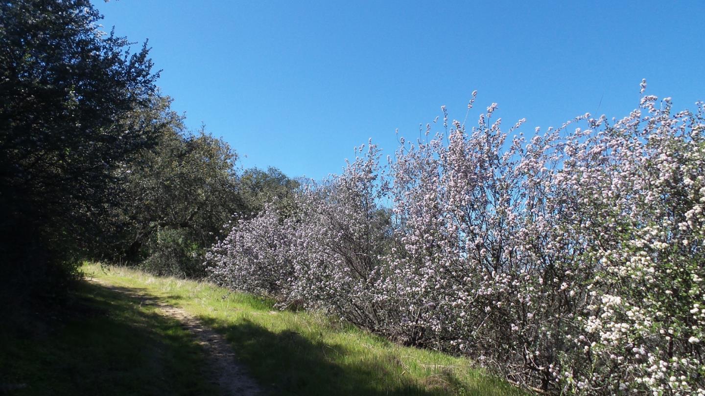 21435 Peroy Ranch Road Carmel Valley, CA 93924 - Photo 9 of 12 Gallery Image 9