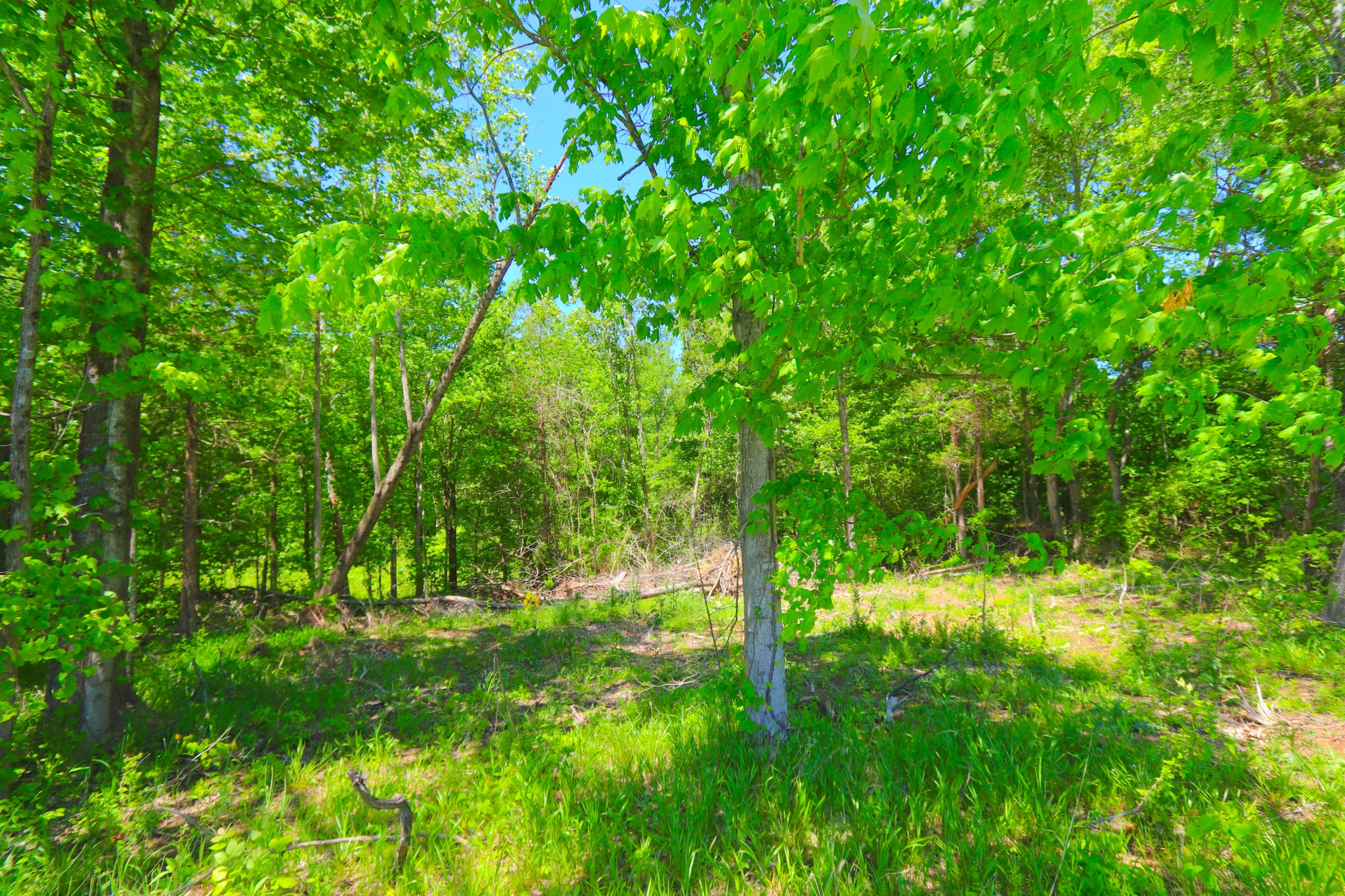 83 Gamaliel Road Red Boiling Springs, TN 37150 - Photo 1 of 6 a view of yard with green space