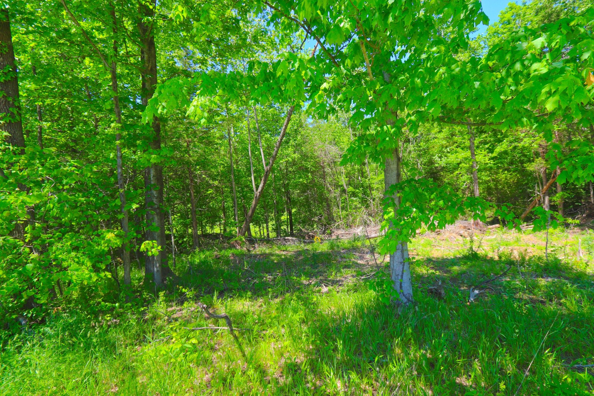 83 Gamaliel Road Red Boiling Springs, TN 37150 - Photo 3 of 6 a backyard of a house with lots of green space
