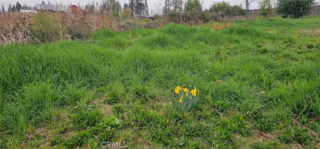 5832 Ingalls Road Paradise, CA 95969 - Photo 2 of 4 a view of a bunch of trees and bushes