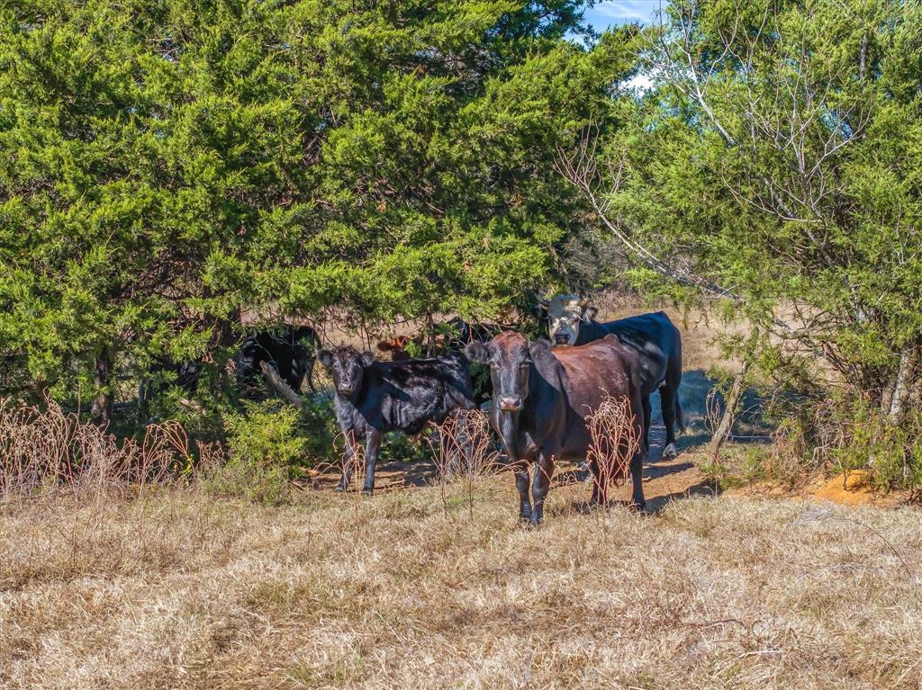 2145 Vz County Road 2145 Canton, TX 75103 - Photo 20 of 20 a view of yard